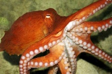 image of octopus