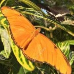 image of animal
