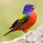 image of bird