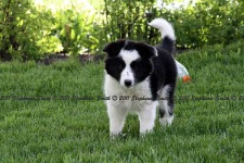 image of border_collie #12