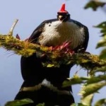 image of horned_guan #1