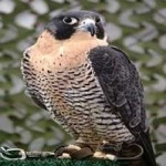 image of bird
