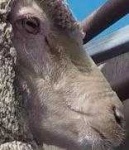 image of animal
