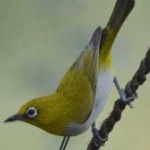 image of bird