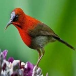 image of bird
