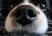 image of dog_nose