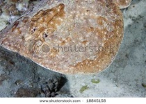 image of electric_ray