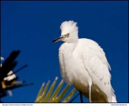 image of american_egret
