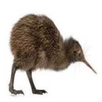 image of bird