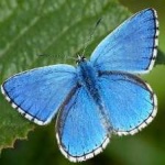 image of animal