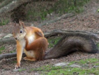 image of animal