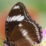 image of eggfly #25