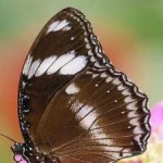 image of animal