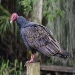 image of bird