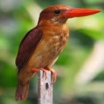 image of bird