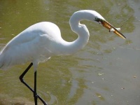 image of american_egret