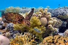 image of reef