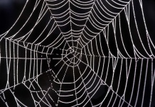 image of spider_web
