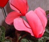 image of flower