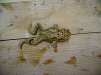image of tailed_frog