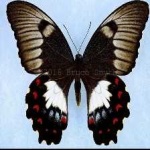 image of animal