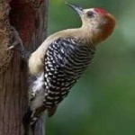 image of bird