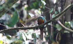 image of jacamar