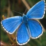 image of animal