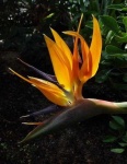 image of bird_of_paradise_flower #60