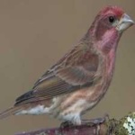 image of bird