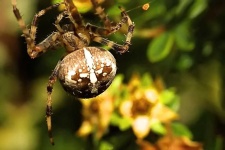 image of animal