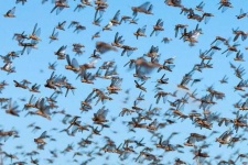 image of animal_migration