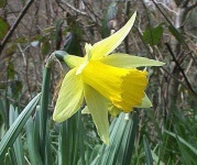 image of flower