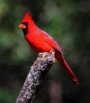 image of cardinal