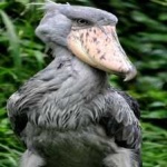 image of bird