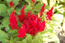 image of flower