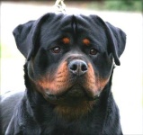 image of rottweiler