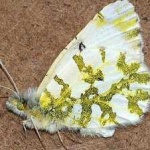 image of animal