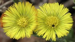 image of flower