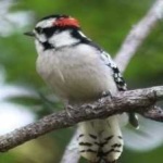 image of bird