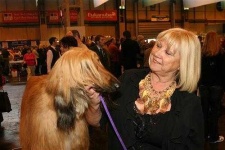 image of afghan_hound
