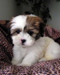 image of shih_tzu