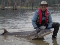 image of sturgeon