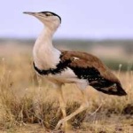 image of indian_bustard #27