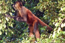 image of spider_monkey