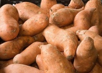 image of sweetpotato #19