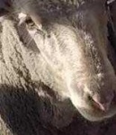 image of animal