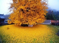 image of tree