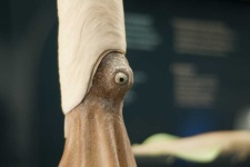 image of animal