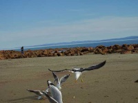 image of albatross